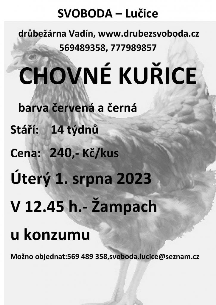 Chovné kuřice